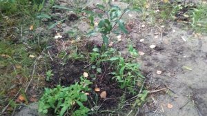 Промежуточные итоги урожая сезона 2025: на огороде август