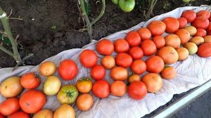 Урожай безрассадных помидоров