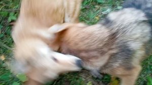 гуляем по лесу с лапой и байкалом #охота