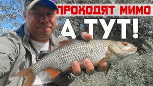 🏆🐟ГИГАНТСКАЯ Плотва в ЗАБЫТОЙ ЛУЖЕ! Секретная бурлилка раздаёт! #мормышинг #fishing #рыбалка