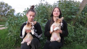 Вельш корги пемброк ( девочки )