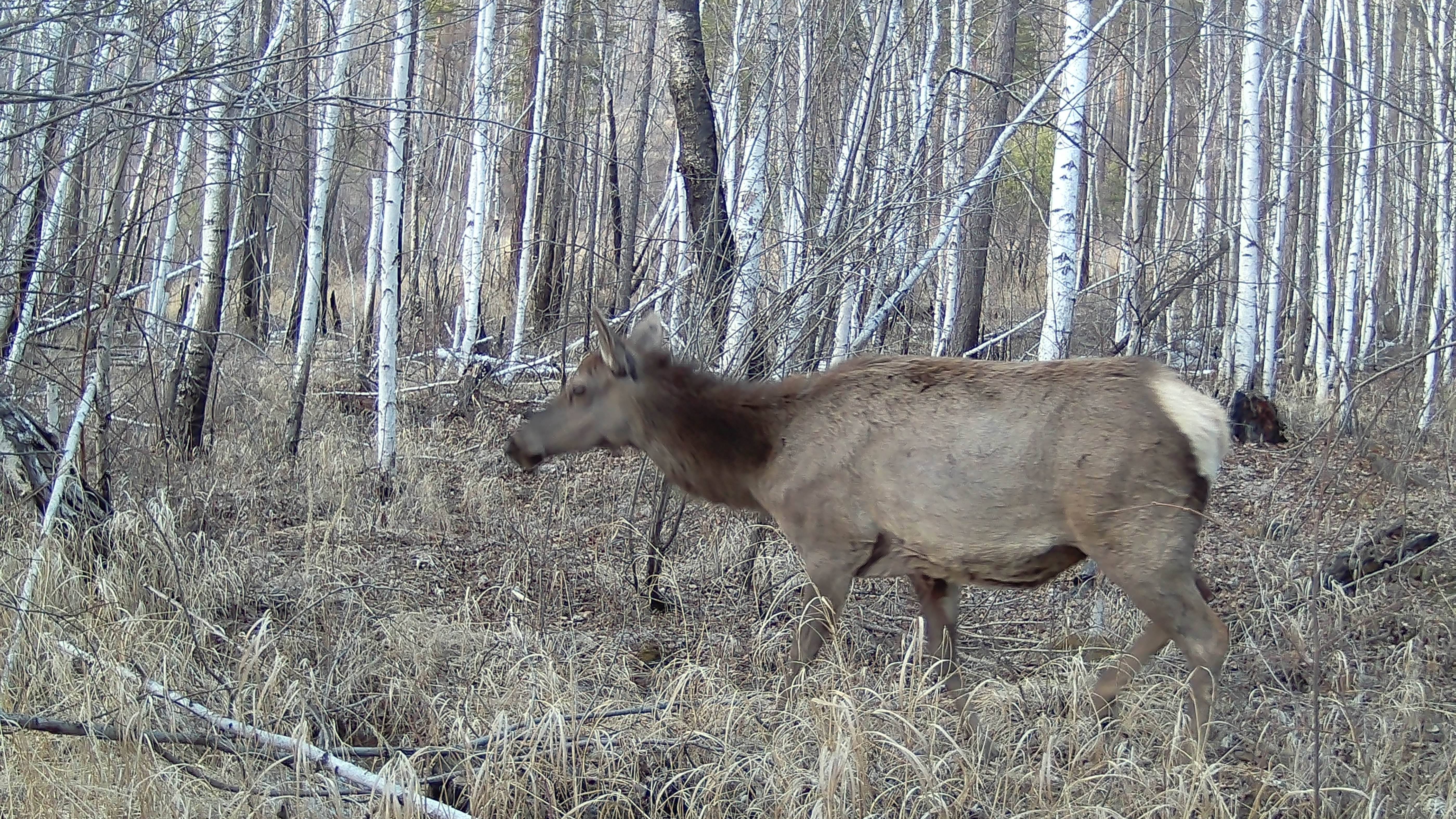 ДИКИЕ ЖИВОТНЫЕ ОЛЕНИ КОСУЛИ смотреть онлайн