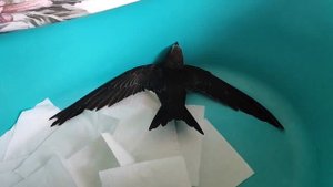 Выпуск стрижа 16 августа 2025