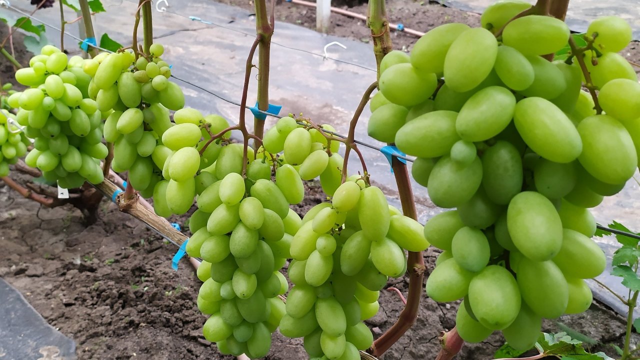 Виноградный ОБЗОР  2025г !!! 
Часть 1 смотреть онлайн