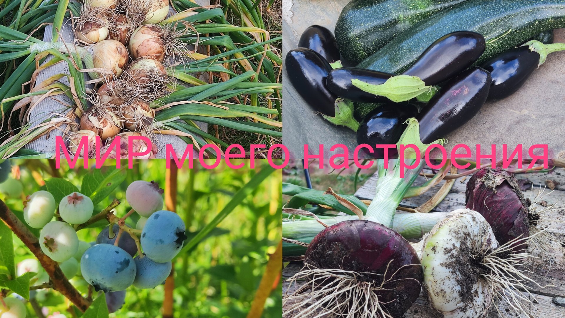 15.08.25 Дача Выборг.Урожай лука Эксибишен и Ялтинский.