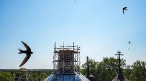 Птицы начали готовиться к отлету из Московской области