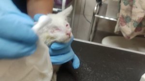 очередной прием в ветеринарке с котиком 🐱 17 августа...