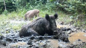Кабанчики видео фото ловушки.