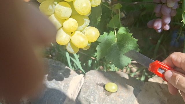 Виноград Рататуй