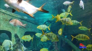 18.05.2025 г._Океанариум_г.Воронеж.