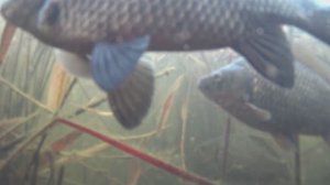 ЩУКА ПРИСМАТРИВАЕТ за КАРАСИХАМИ