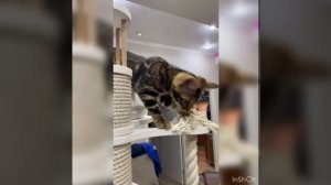 Бенгальский котенок.