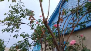 Чолпон-Ата Иссык-куль, гуляем по центральному парку