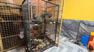 Вот это ДА! Ни у кого из наших нет такой шерсти как у Лиды, хоть КОСЫ ЗАПЛЕТАЙ))