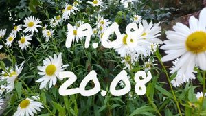 Лунный календарь для цветоводов с18.08-24.08.25г.