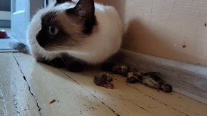 Все кошки любят замороженных перепелок