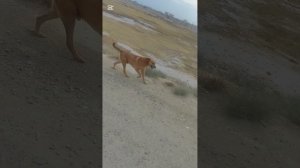 Езжу на промысел кормить собак, а их становится все больше и больше