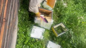 Отбор мёда с помощью щетки при наличии разделительной решетки. Обучение пчеловодству realbee.ru