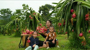 Собираем и продаем на рынке урожай гигантских драконьих плодов. Жизнь во Вьетнаме