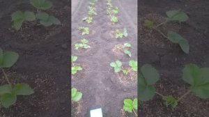 Подготовка земляничной грядки к зиме.