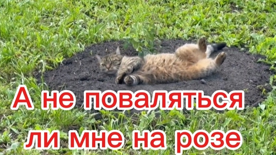 Массаж  шипами😺Мася хулиганка 😺