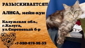 Пропала кошка! АЛИСА, мейн-кун. Калужская обл., г.Калуга.