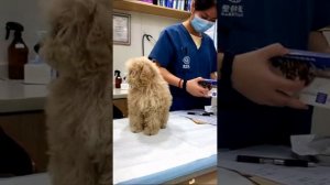 УМОРИТЕЛЬНЫЕ ПЁСИКИ Милый ролик с  собаками