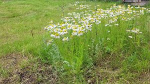 Оймякон- полюс холода. Oymyakon - the heart of cold
