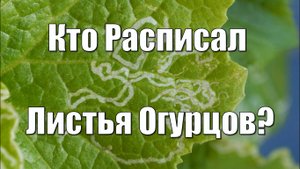 Муха Минер на Огурцах. Как с Ней Бороться?