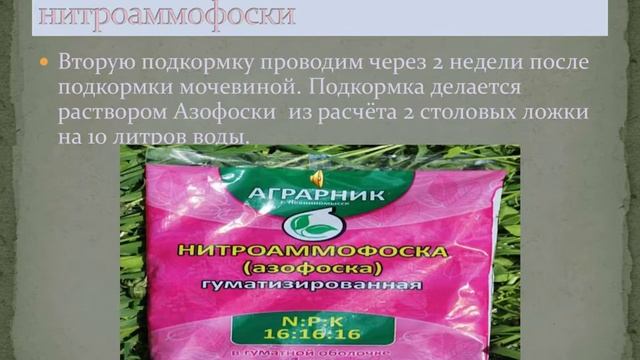 Подкормка чеснока