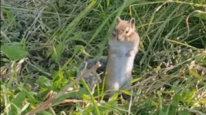 Бурундук на Байкале