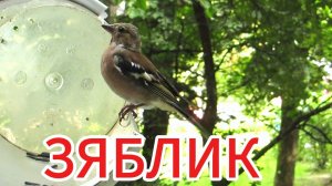 Вчера на/в кормушку прилетел впервые ЗЯБЛИК