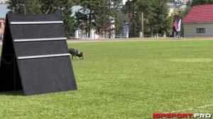 А. Номоконов и Ангел, IGP-1 B-86 | Чемпионат Новосибирской области по IGP-1