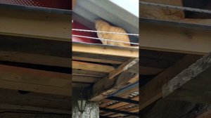 lv_0_20250817180937.mp4