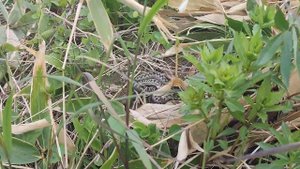 Папоротник с риском для жизни!