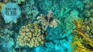 Египет/Шарм-эль-Шейх/Красное море/подводный мир/2024/
