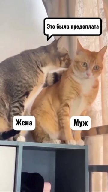 кухня #shorts