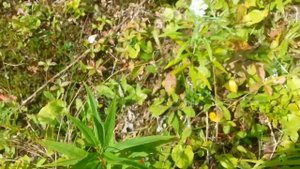 Сахалинский лес. Клоповка (Красника)