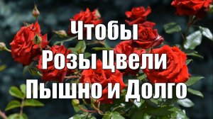 Чтобы Розы Цвели Пышно и Долго