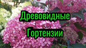 Древовидные гортензии. Ленинградская область.