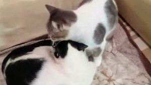 Ну и что, что я выросла, но я же, ДОЧКА!😀😻 Юмор с животными.