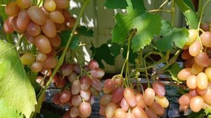 ОФЕЛИЯ виноград селекции Донского Казачества с мускатом во вкусе