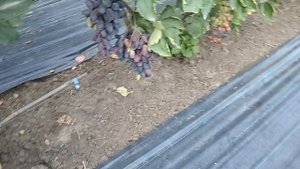 Виноград Дынька (Писанка О. М.) 10.08.25г.виноградник Король В.Н. г.Краснодар