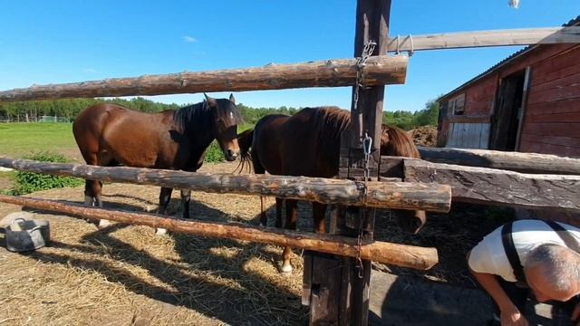 Жеребец Хан и его подруга Зара