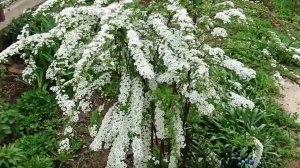 Декоративный кустарник спирея Грефшейм, цветущий в мае