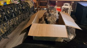 Запись стрима с ютуба 17.08.25. Вешаем новые огоньки на дом, болтаем, спорим, шумим друг на друга