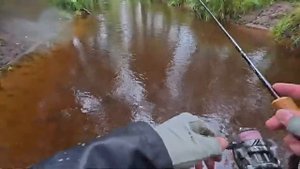 Июльское форелевое приключения в Карелии #fishing #рыбалка #ультралайт #впоискахпятен #ловляхариуса