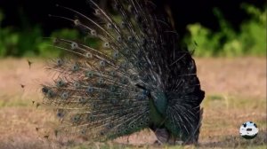 Зеленый павлин Pavo muticus