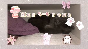 Мои кошки в риле 🐱🥰