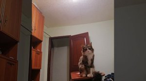 Кот😔